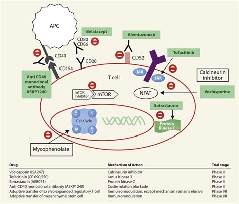 fefab|Fig. 4. Effects of five immunosuppressive drugs on。